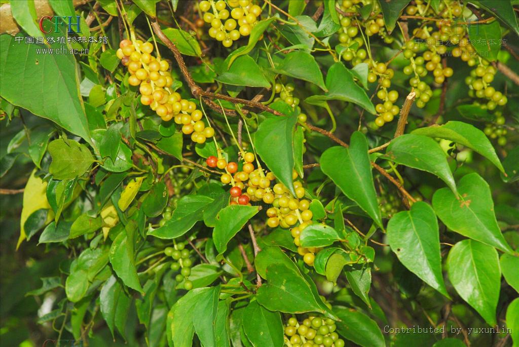或华中五味子schisandra sphenanthera rehd. et wils.