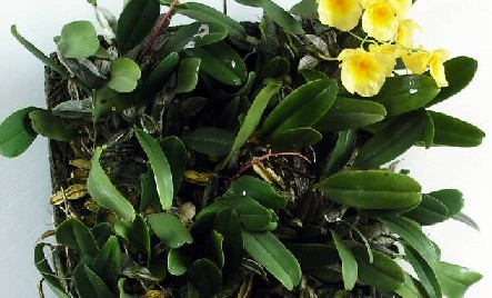  p>召亮吓,别名木虾公,上树虾,金黄泽,上树黄泽等,为 a target="