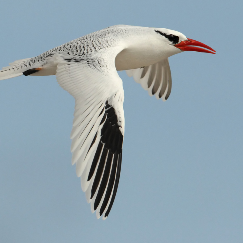 红嘴鹲红海亚种