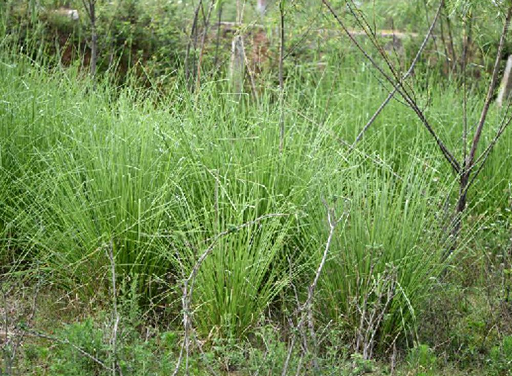  p>香根草(学名: i>vetiveria zizanioides /i> (l.