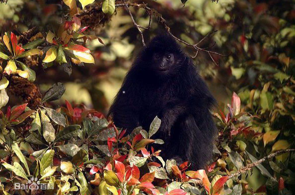  p>黑疣猴(学名: i>colobus satanas /i>):体长58-72厘米,尾长60-97