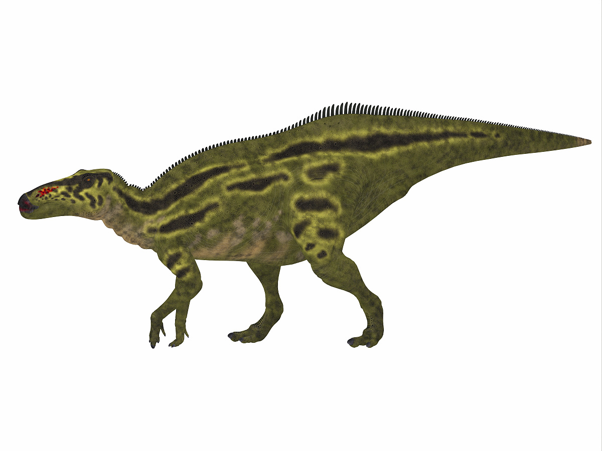 shantungosaurus