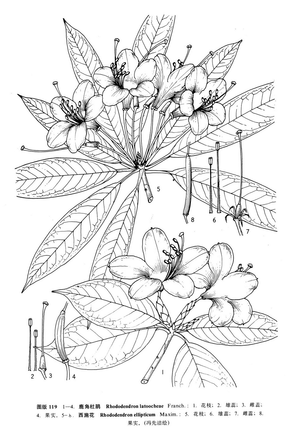  p> b>西施花 /b>(学名: i>rhododendron ellipticum /i> i> b>  /b> 
