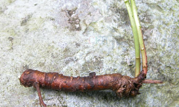 为大戟科植物牛奶浆草 i>euphorbia sieboldiana  /i>morr.