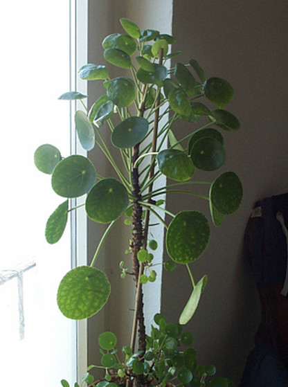  p>镜面草(学名: i>pilea peperomioides /i>  diels):是多年生肉质 a