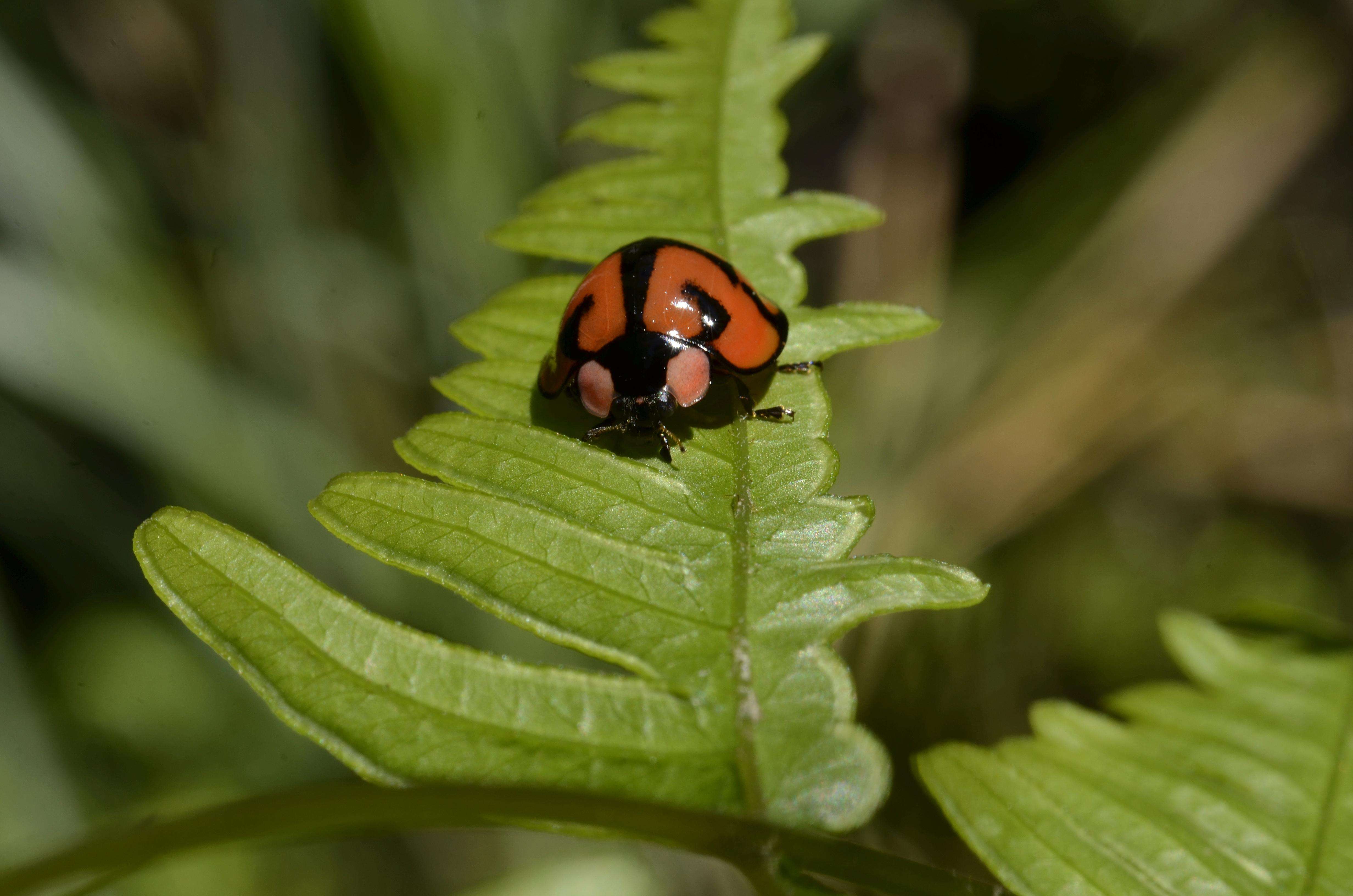  a target="_blank" href="/item/瓢虫科/6568639" data-lemmaid="