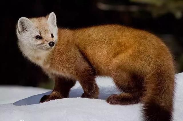  p>黄腹鼬(学名: i>mustela kathiah /i>),是鼬科,鼬属的动物.