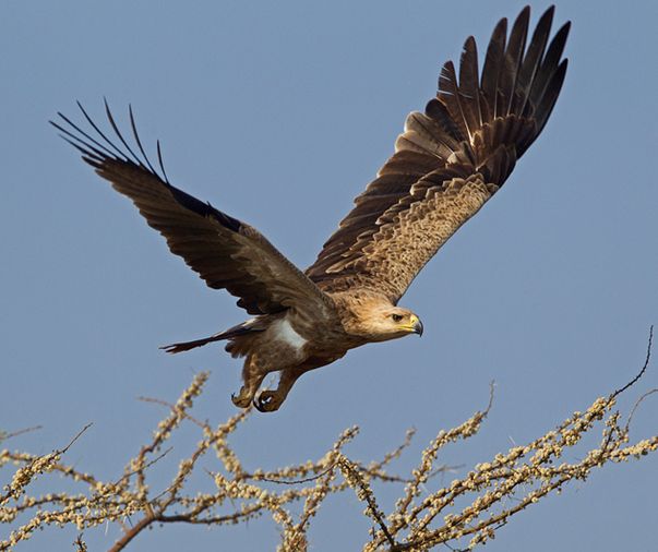  p>茶色雕(学名:aquila rapax)隼形目,鹰科,雕属的一个物种.