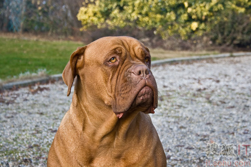  p> a href="#">马士提夫 /a>犬的 a href="#">英文 /a>名为:mastiff.