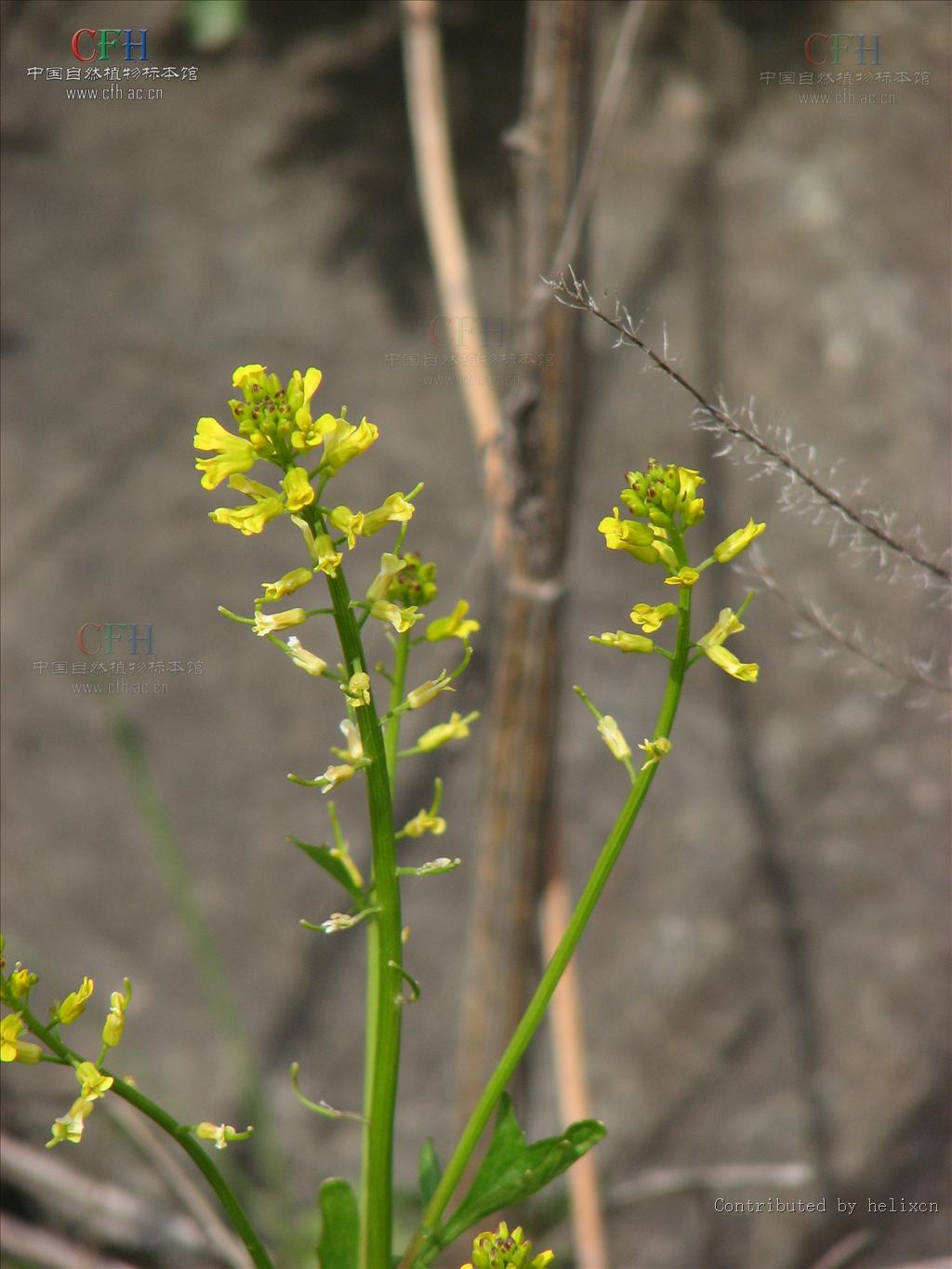  p>山芥属属于二年生或多年生直立草本,植株光滑无毛或具疏毛,茎具纵