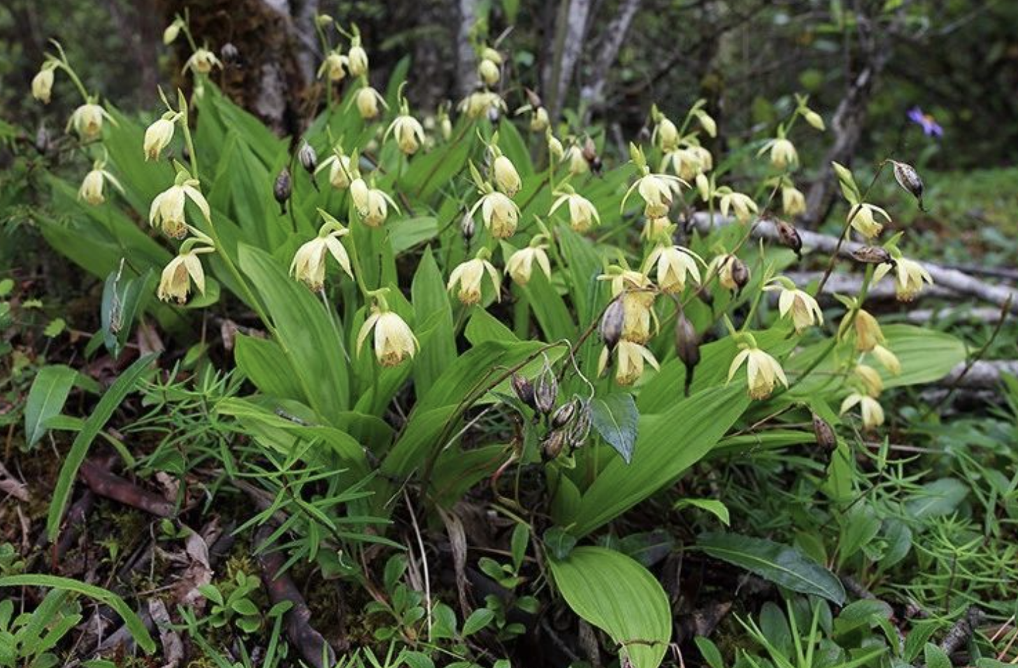 listera grandiflora rolfe var