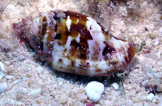  p>花瓶凤凰螺(学名: i>canarium mutabilis /i>):成贝15 - 45毫米, a