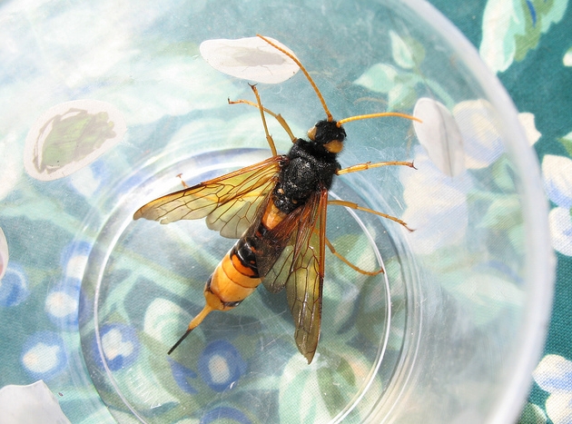  p>泰加大树蜂, i>urocerus gigas taiganus /i> beson,树蜂科大树蜂