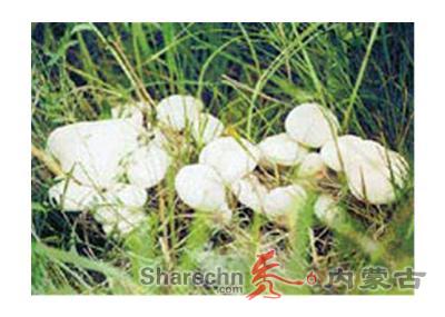 呼伦贝尔草原白蘑