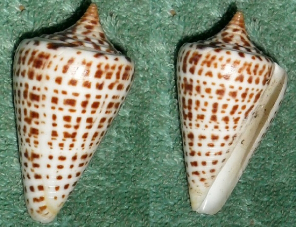 黑字母芋螺(学名:lindaconus spurius lorenzianus)是字母芋螺的亚种