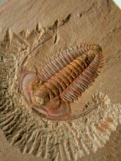  p>三叶虫是距今5.