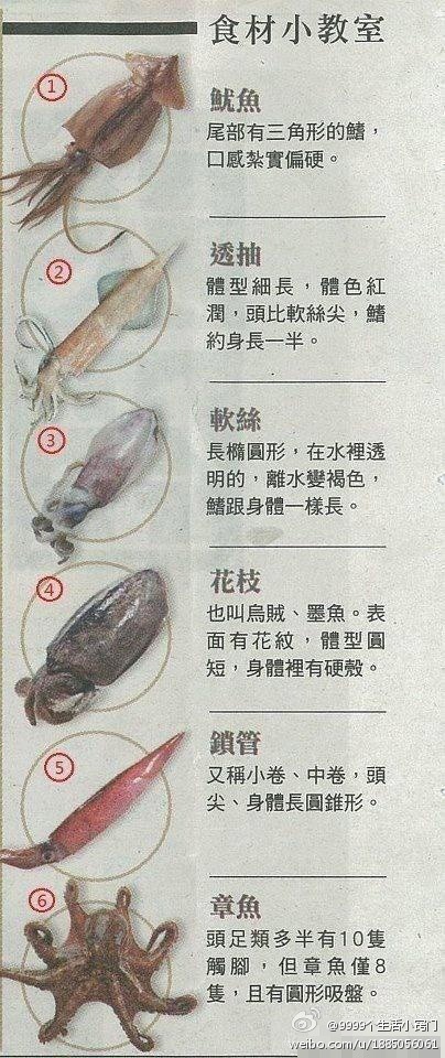 兔鱿