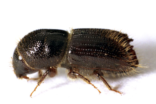 typographus /i> linnaeus,鞘翅目(coleoptera),小蠹虫科(scolytidae)