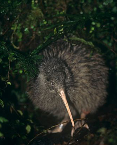 okarito brown kiwi