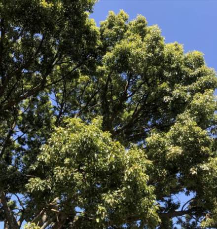 樟（樟科樟属植物）_百度百科
