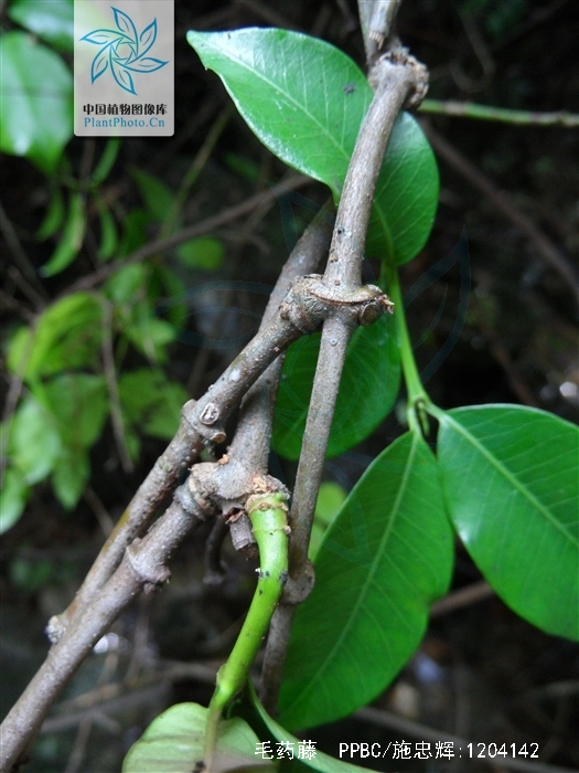  p> a target="_blank" href="/item/毛药藤">毛药藤 /a>;拉丁文名