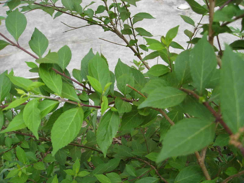 长叶紫珠