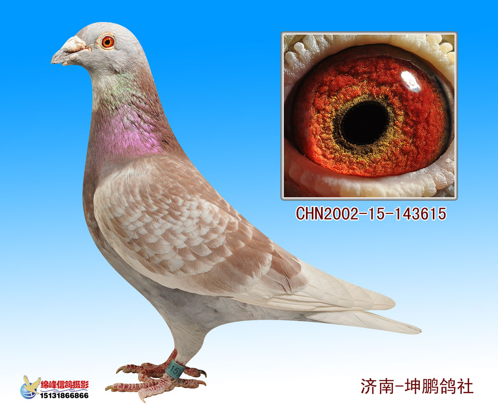  p>金眼白鸽通体洁白,体型适中,站姿俊美·头型圆