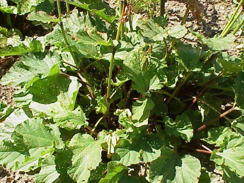  p>藏边大黄(学名: i>rheum australe  /i>d.