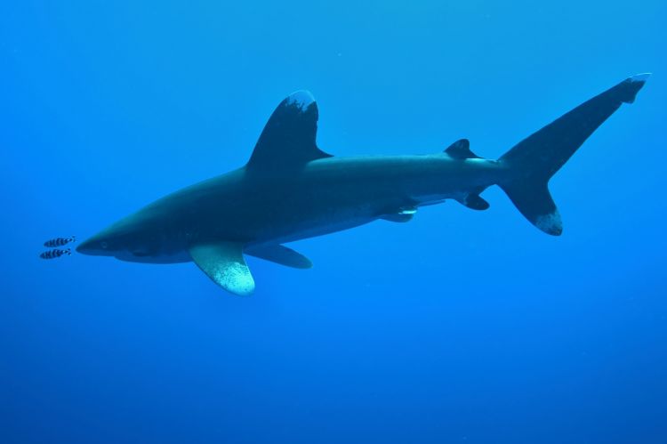 鲨(学名: i>carcharhinus longimanus /i>)是真鲨科,真鲨属的一种鲨鱼