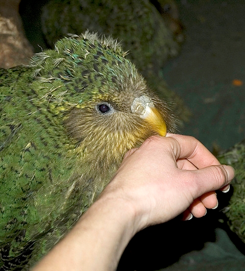 也是唯一一种不会飞的鹦鹉,是体重最重的一种鹦鹉,重达8磅.