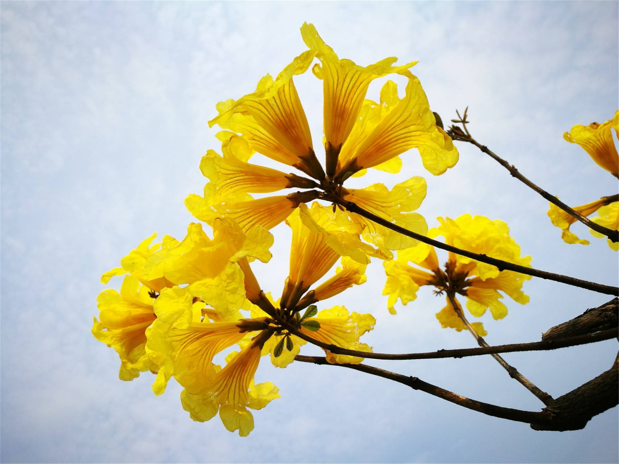  p>黄花风铃木(学名: i>handroanthus chrysanthus /i> (jacq.) s.o.