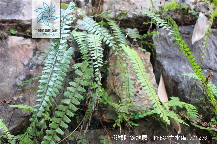  p>假鞭叶铁线蕨(学名: i>adiantum malesianum /i> ghatak)是铁线蕨