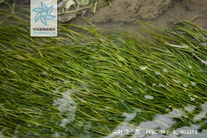  p>尖叶眼子菜(学名:potamogeton oxyphyllus miq.