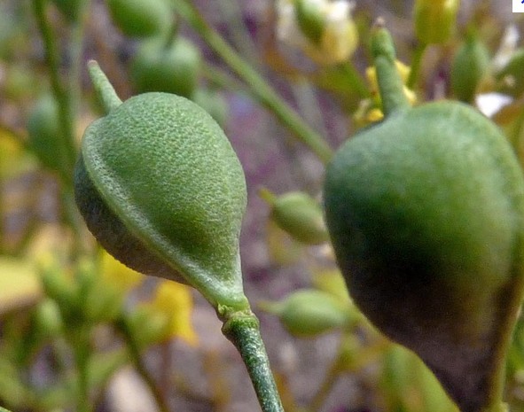 camelina microcarpa f. longistipata