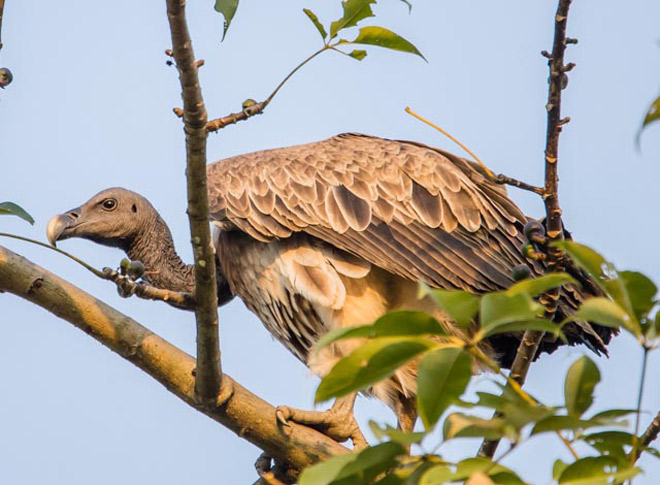  p>细嘴兀鹫(学名: i>gyps tenuirostris /i>):是鹰科,兀鹫属的鸟类.