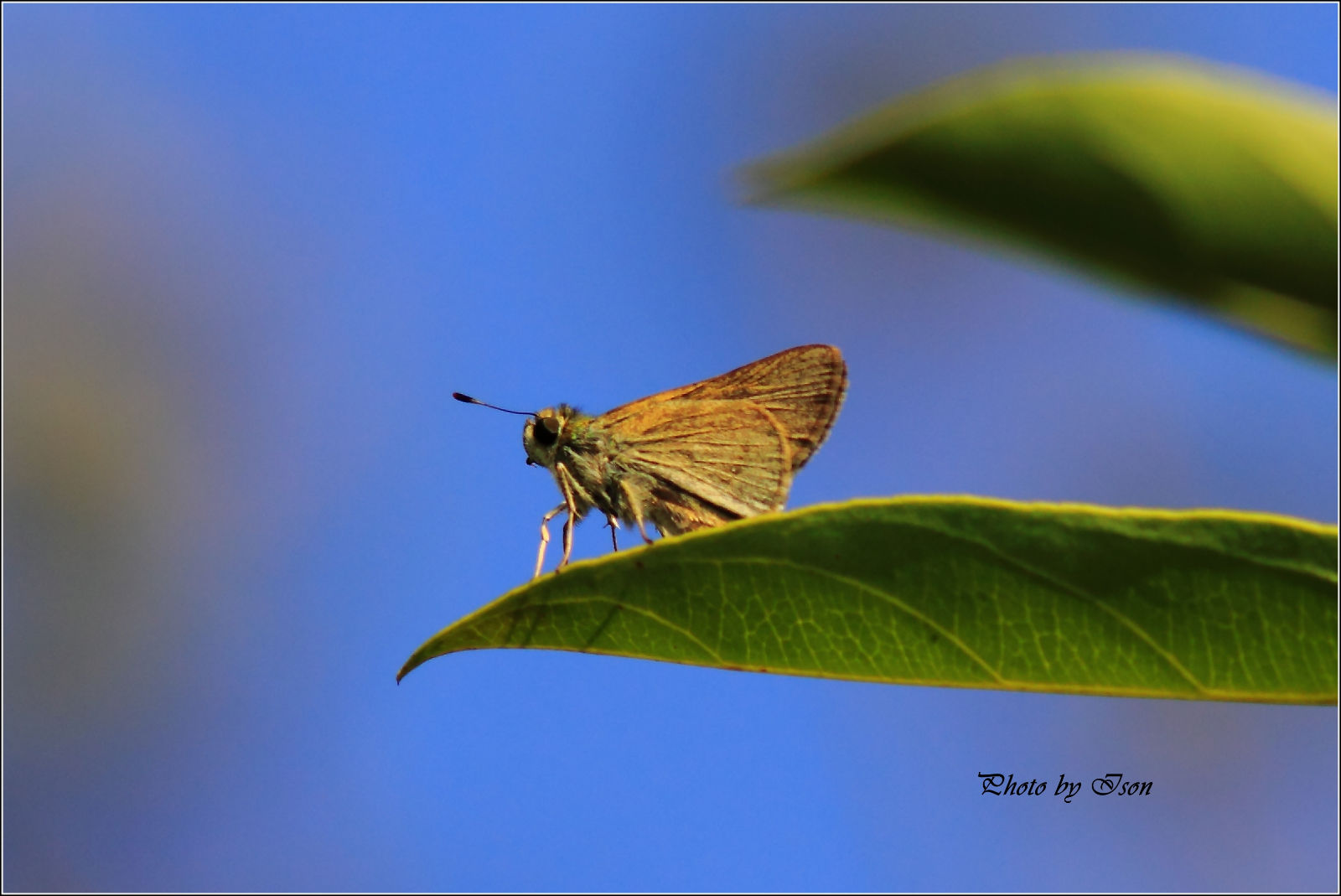  p>昆虫名,为鳞翅目,弄蝶科.体长14～16 mm.