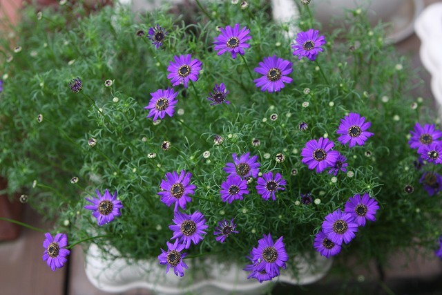 养殖鹅河菊最好使用酸性土壤,每天要给它充足的光照