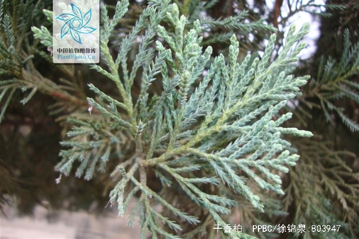  p>干香柏(学名: i>cupressus duclouxiana  /i>hickel)是柏科,柏木属