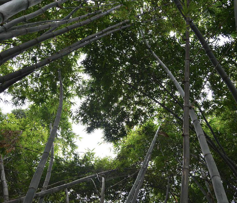  p>吊丝球竹(学名: i>bambusa /i>  i>beecheyana /i> munro)是禾本科