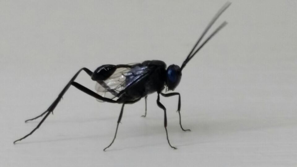 ="6325859">姬蜂总科 /a>(ichneumonoidea)旗腹姬蜂科(evaniidae)昆虫