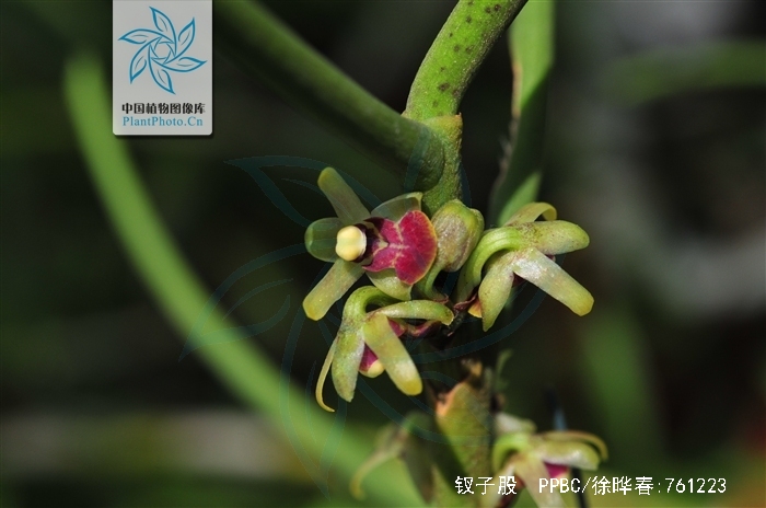  p>钗子股(学名: i>luisia morsei /i>  rolfe):茎直立或斜立,坚硬