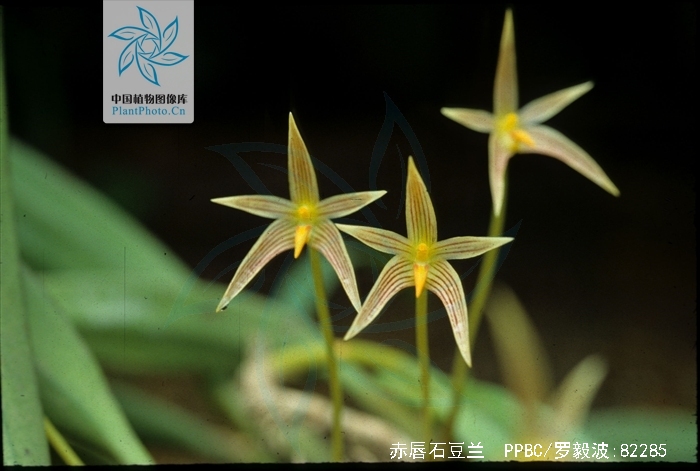  p>赤唇石豆兰(学名: i>bulbophyllum affine /i> lindl.
