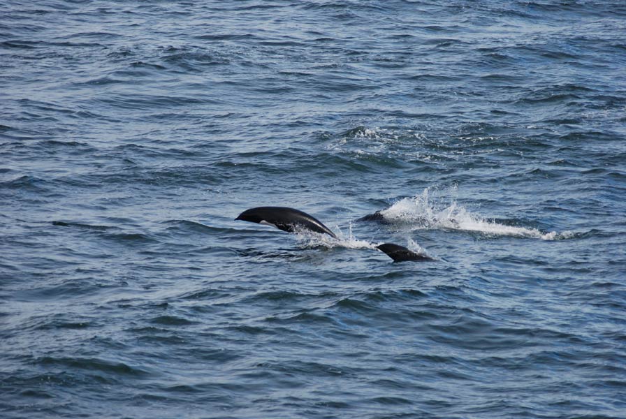  p>北露脊海豚(学名: i>lissodelphis borealis /i>)体型细长,向尾部