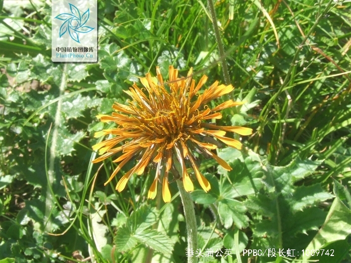 垂头蒲公英