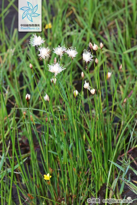  p>葱状灯心草,拉丁学名: i>juncus allioides franch.