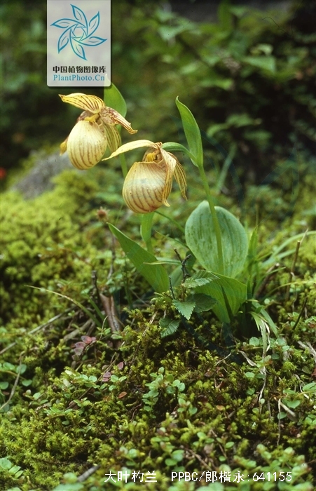  p>大叶杓兰(学名: i>cypripedium fasciolatum /i>  franch.