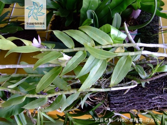  p>兜唇石斛(学名: i>dendrobium aphyllum /i>  (roxb. ) c. e.