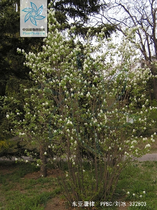 amelanchier asiatica