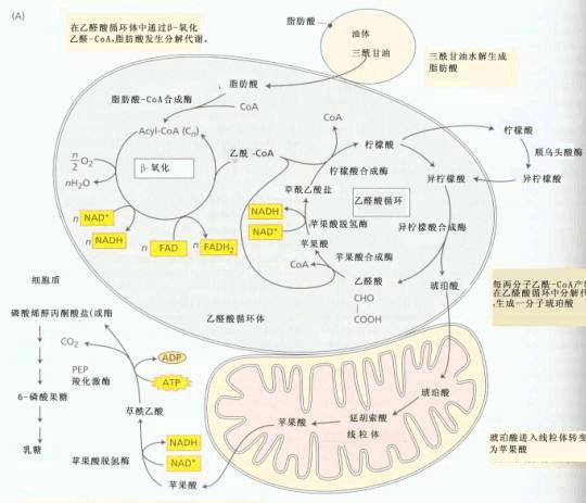 乙醛酸循环