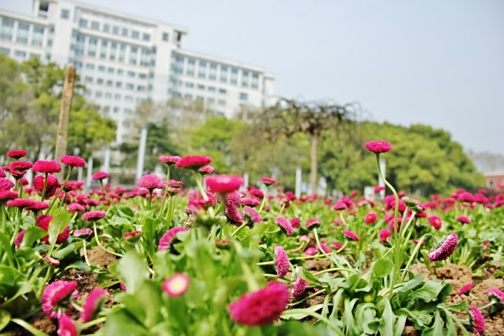 <p>9号楼前面的草坪